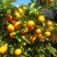 【实力派】沙糖桔，收百家果，大量出果中，欢迎合作共赢