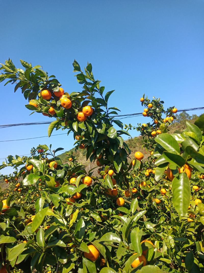 【实力派】沙糖桔，收百家果，大量出果中，欢迎合作共赢