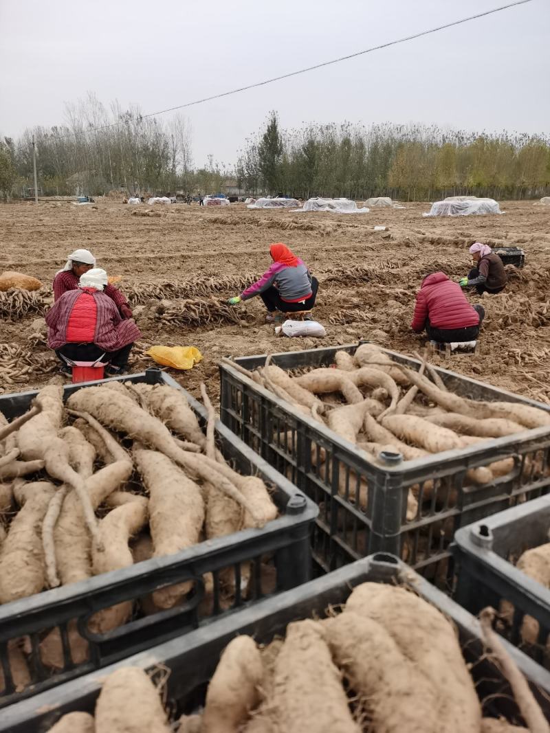 基地直供白玉系列种苗，规格齐全，适合于大型农场，规模化种
