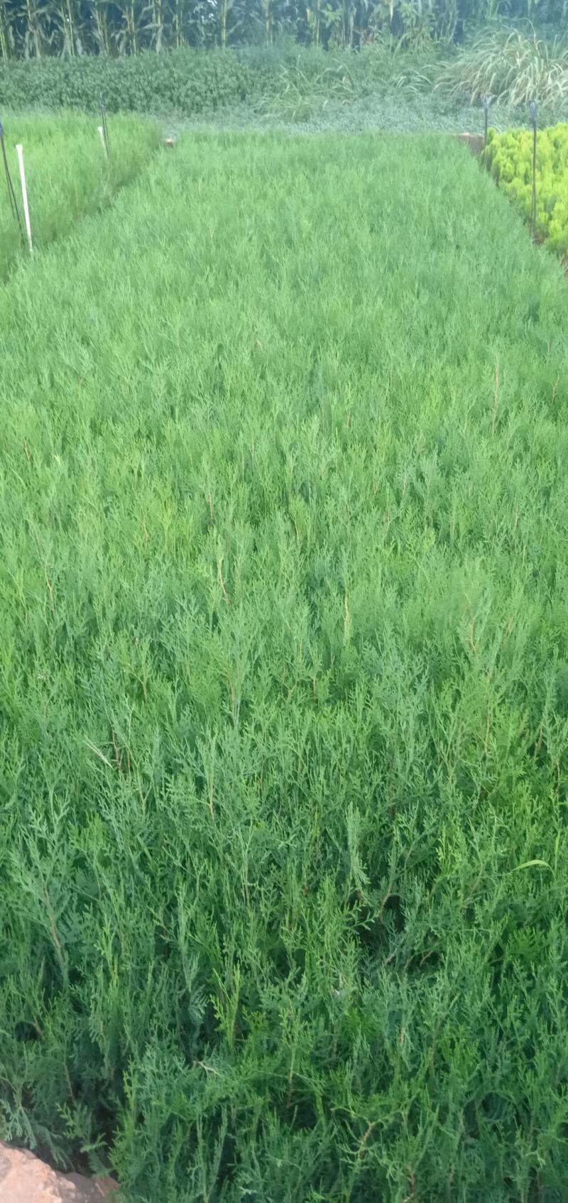 滇柏苗，圆柏，冲天柏，干香柏有现货