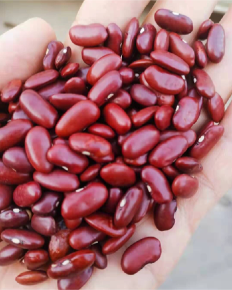 红芸豆现货批发英国红红腰豆长红豆八宝粥原料量大从优