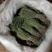 独脚金2025年新货晒干独脚柑柑积草孩儿草青绿选货