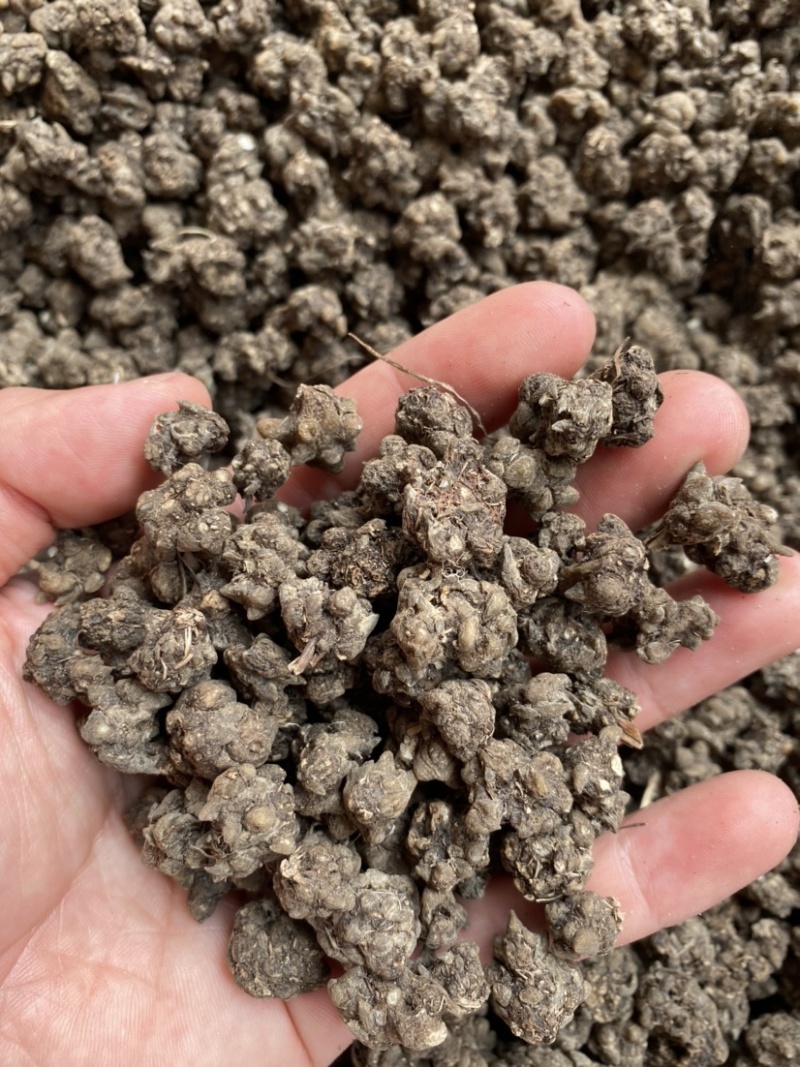 猫爪草新货猫抓草正品野生小毛茛煲汤无硫水洗净货大货供应