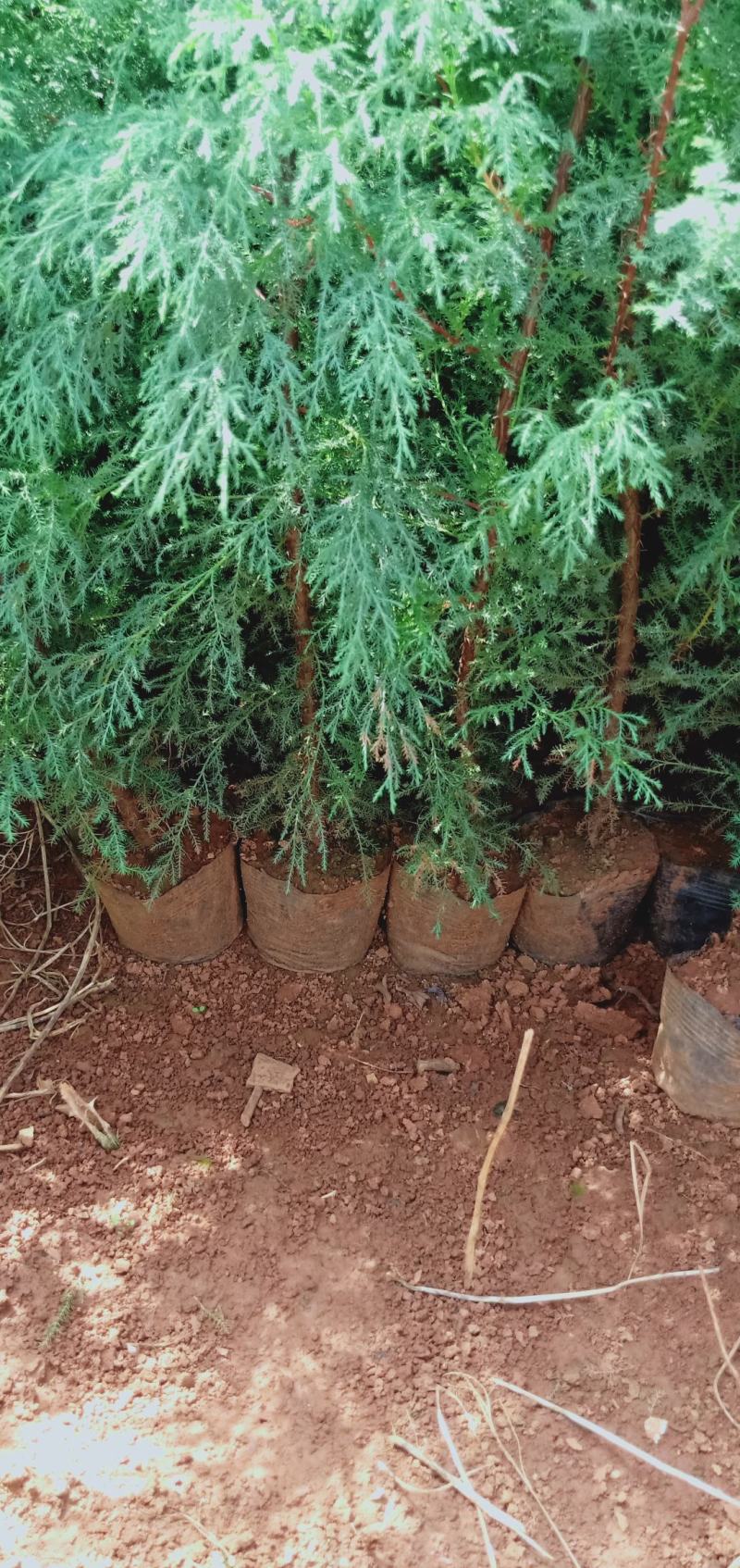 藏柏苗16Ⅹ16杯热卖中有需要的联系我