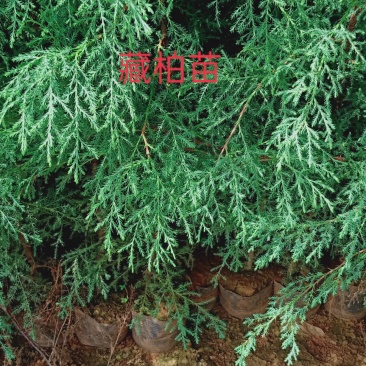 藏柏苗16Ⅹ16杯热卖中有需要的联系我