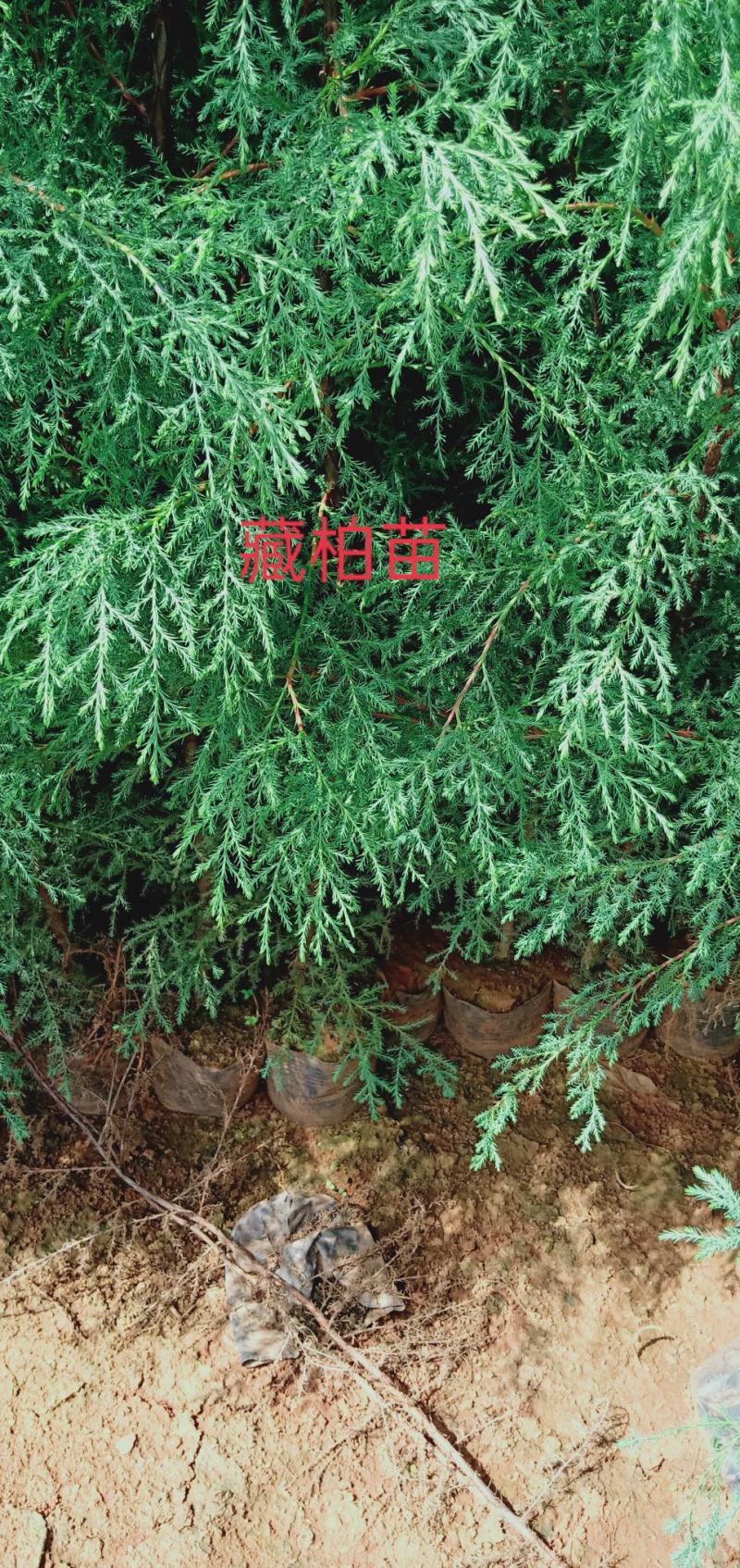 藏柏苗16Ⅹ16杯热卖中有需要的联系我