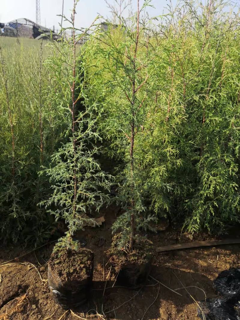 藏柏苗16Ⅹ16杯热卖中有需要的联系我