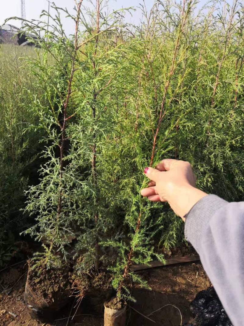 藏柏苗16Ⅹ16杯热卖中有需要的联系我