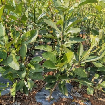商州枳壳，代代果，药用枳壳苗，良种枳壳苗