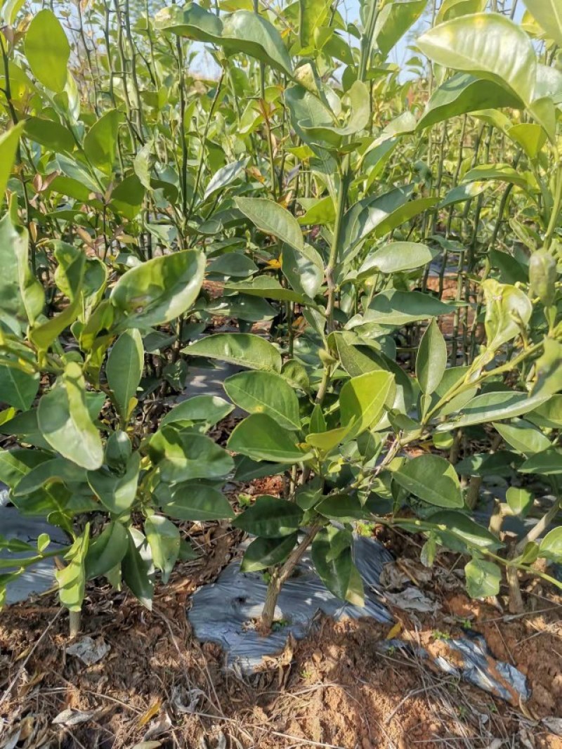 商州枳壳，代代果，药用枳壳苗，良种枳壳苗