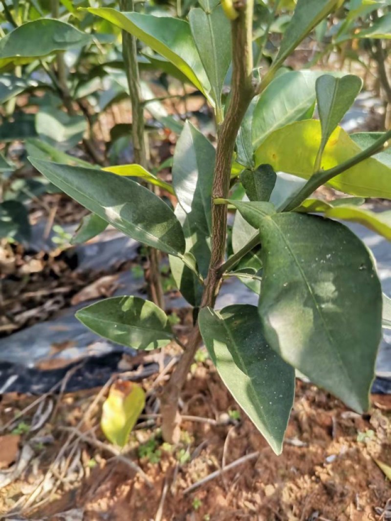 商州枳壳，代代果，药用枳壳苗，良种枳壳苗
