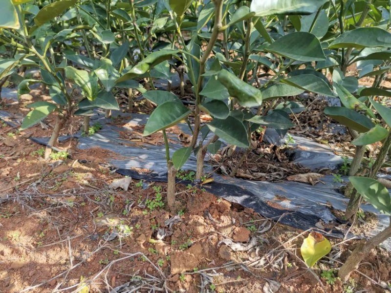 商州枳壳，代代果，药用枳壳苗，良种枳壳苗