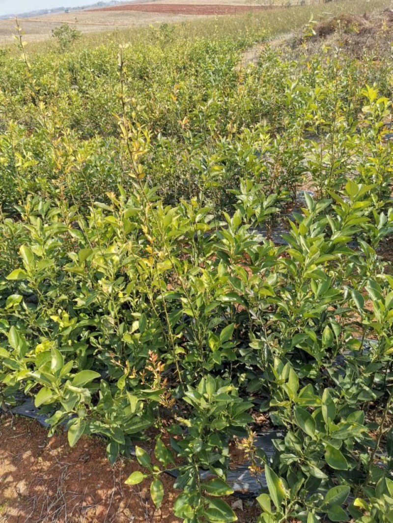 商州枳壳，代代果，药用枳壳苗，良种枳壳苗