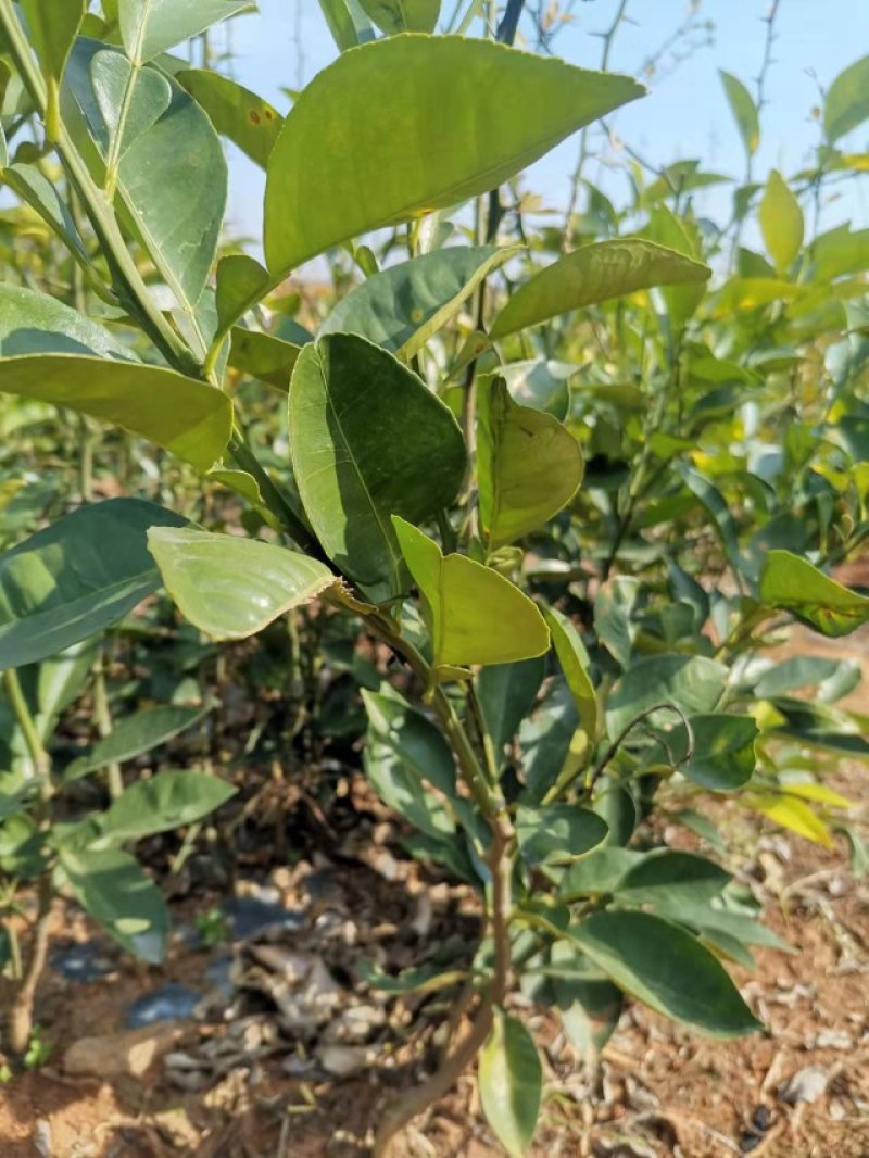 商州枳壳，代代果，药用枳壳苗，良种枳壳苗