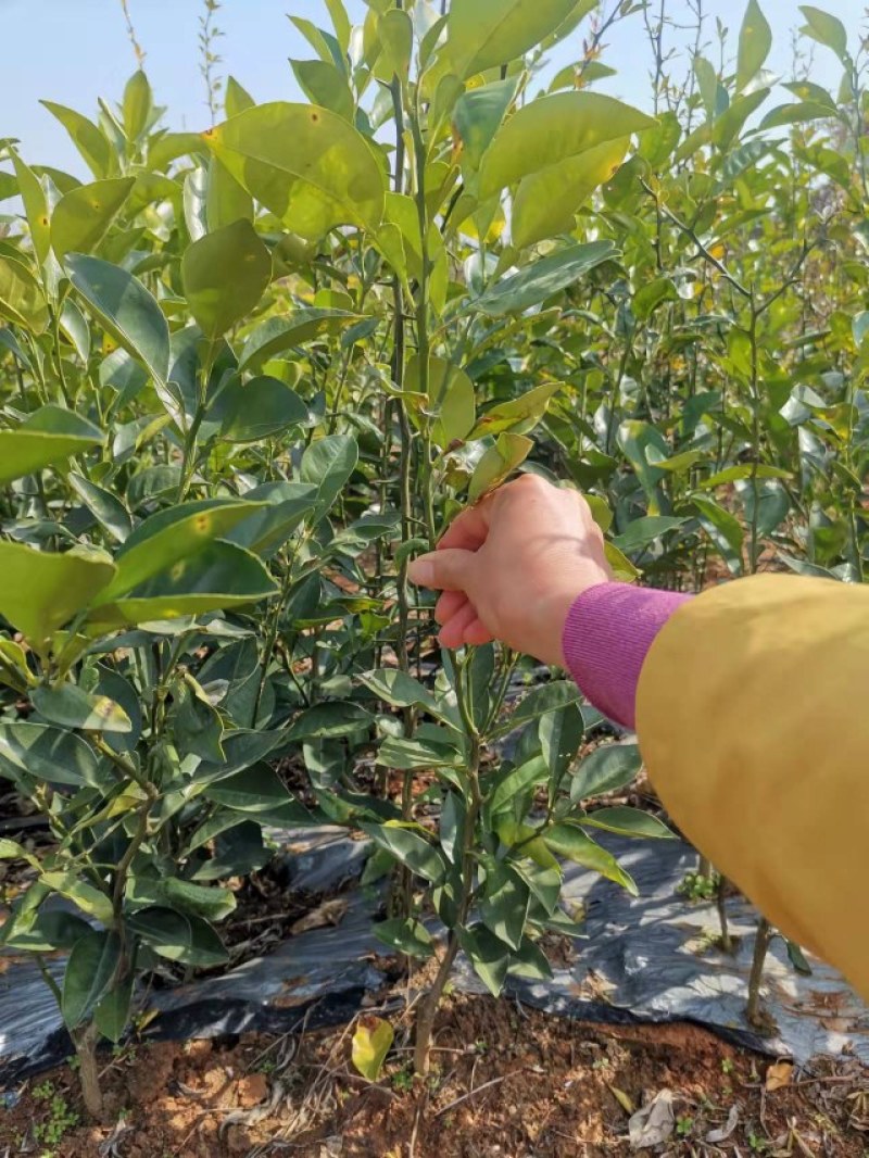 商州枳壳，代代果，药用枳壳苗，良种枳壳苗