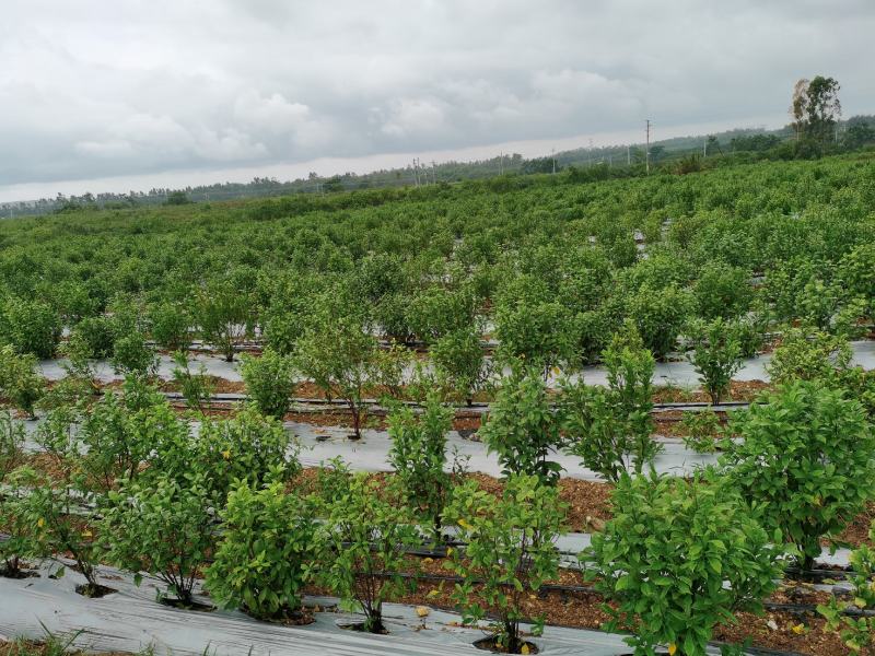 白花牛奶根苗（纯种培育高产白花牛奶，满山香），牛奶根，