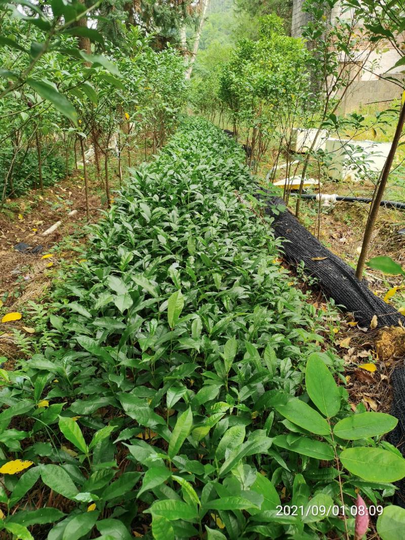 白花牛奶根苗（纯种培育高产白花牛奶，满山香），牛奶根，