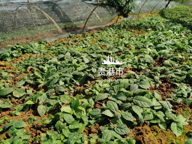 【五指毛桃苗】改良品种高产，速长产地现挖现发包技术