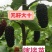 当年挂果2年小树无籽大十台湾长果白长果桑四季果桑