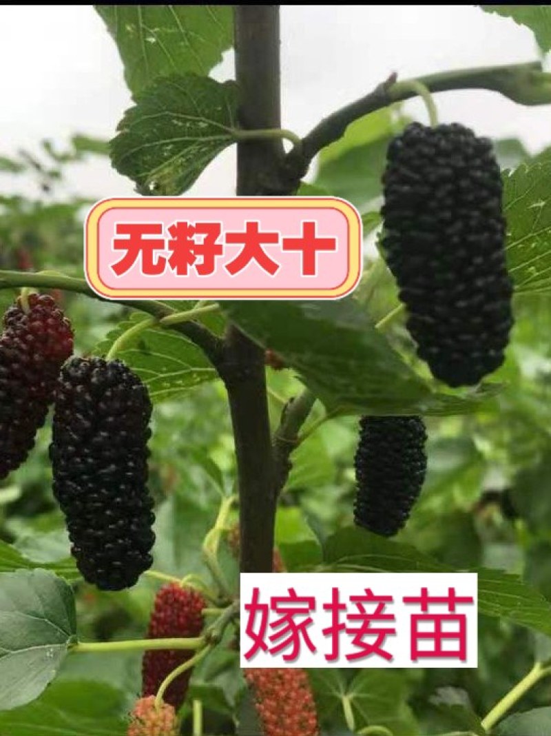 当年挂果2年小树无籽大十台湾长果白长果桑四季果桑