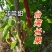 当年挂果2年小树无籽大十台湾长果白长果桑四季果桑