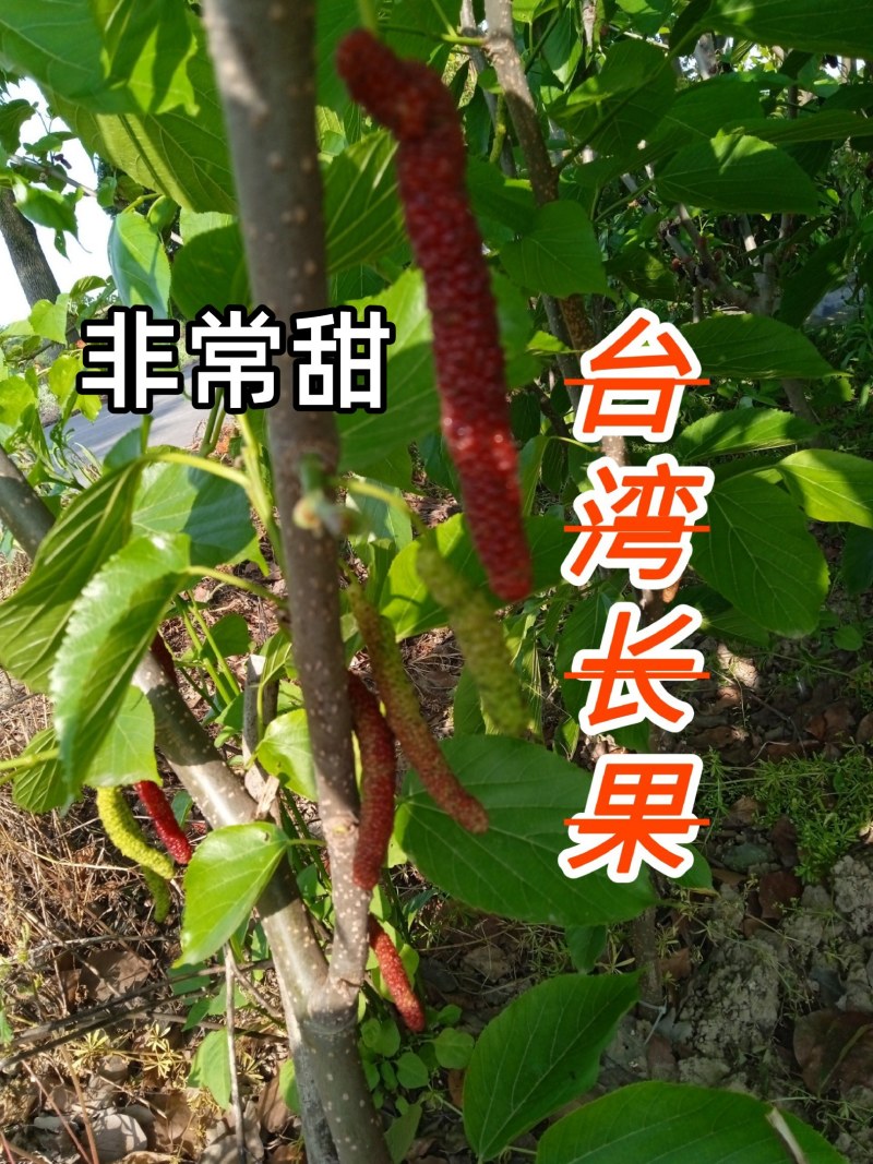 当年挂果2年小树无籽大十台湾长果白长果桑四季果桑