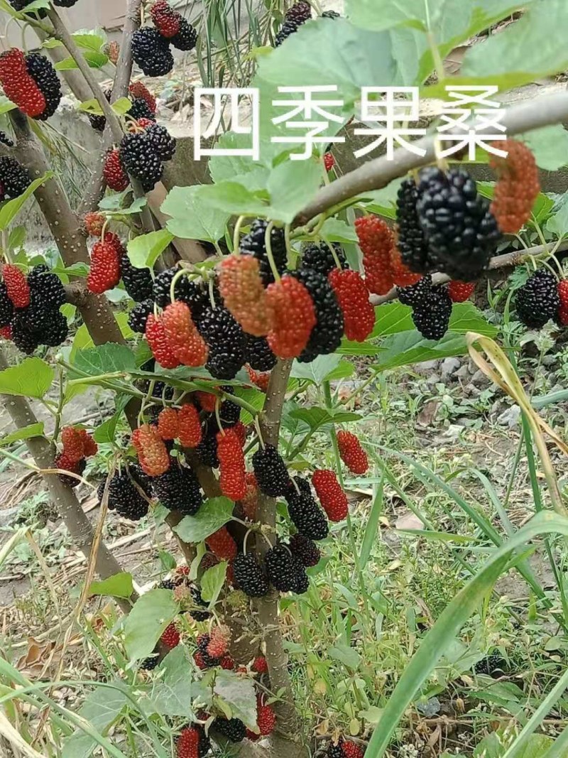 当年挂果2年小树无籽大十台湾长果白长果桑四季果桑
