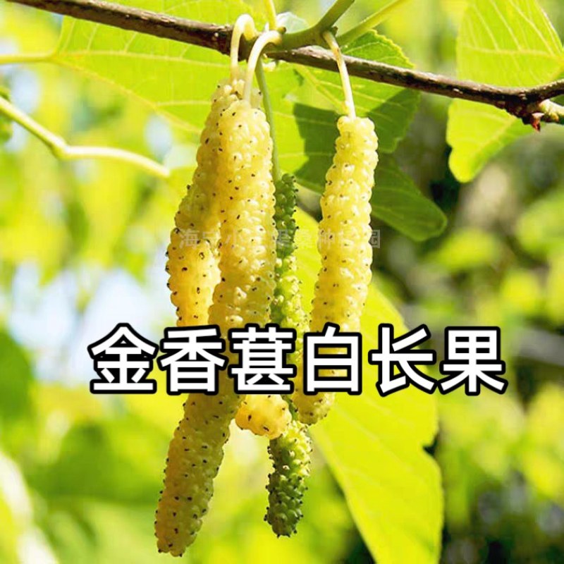 当年挂果2年小树无籽大十台湾长果白长果桑四季果桑