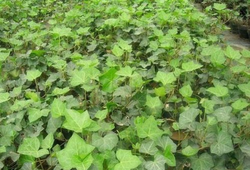 新采收花卉种子常青藤种子爬山虎种子常春藤种子