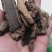紫荆皮肉红冷背药材齐全不满意可退换货