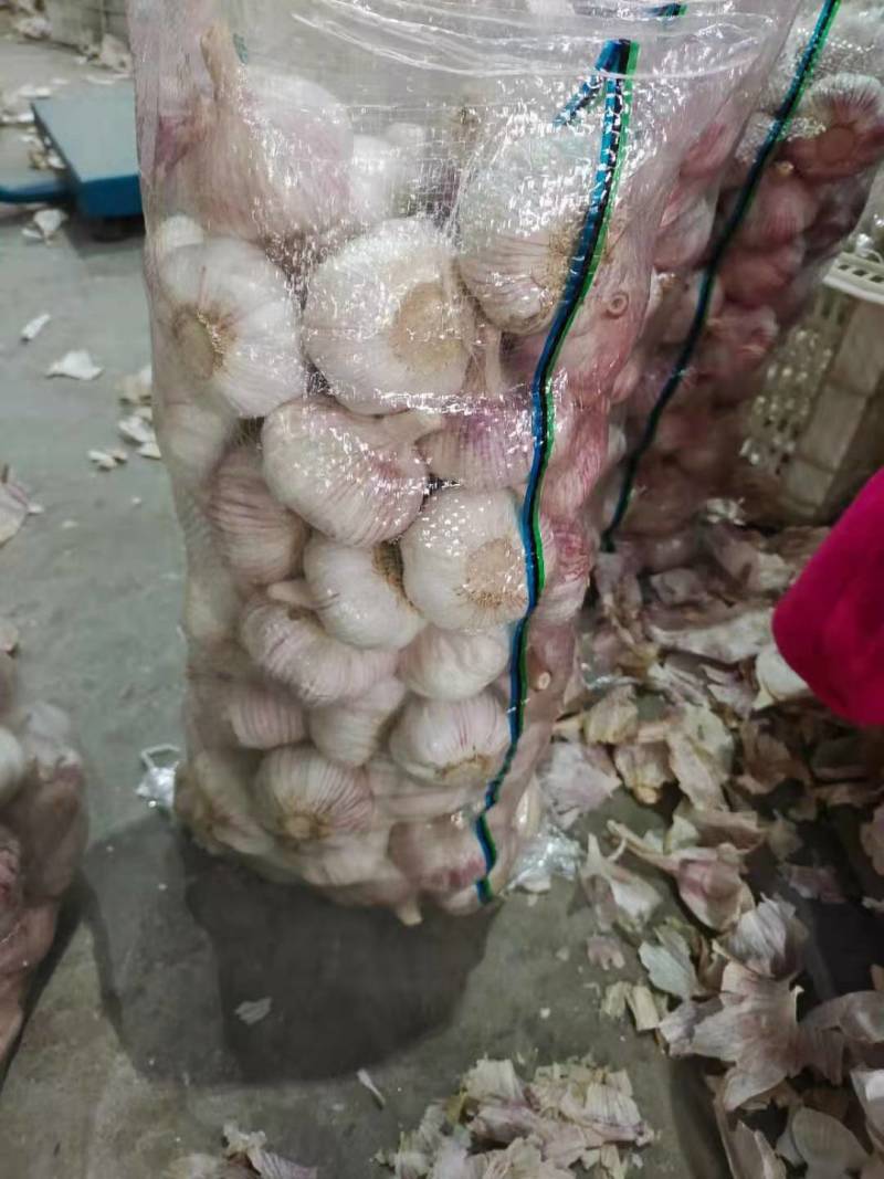 金乡大蒜，通货，紫红皮，大量供应，代发全国