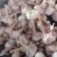 金乡大蒜，通货，紫红皮，大量供应，代发全国