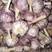 金乡大蒜，通货，紫红皮，大量供应，代发全国