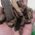 紫荆皮肉红内消紫荆木皮白林皮带抓中药