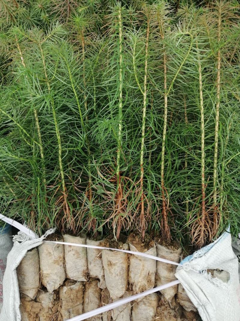 速生杉木苗优质杉树苗刺杉苗一手货源自产自销欢迎考察