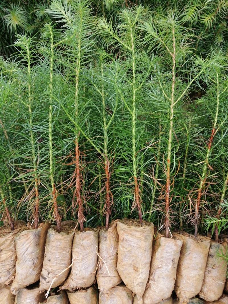 速生杉木苗优质杉树苗刺杉苗一手货源自产自销欢迎考察