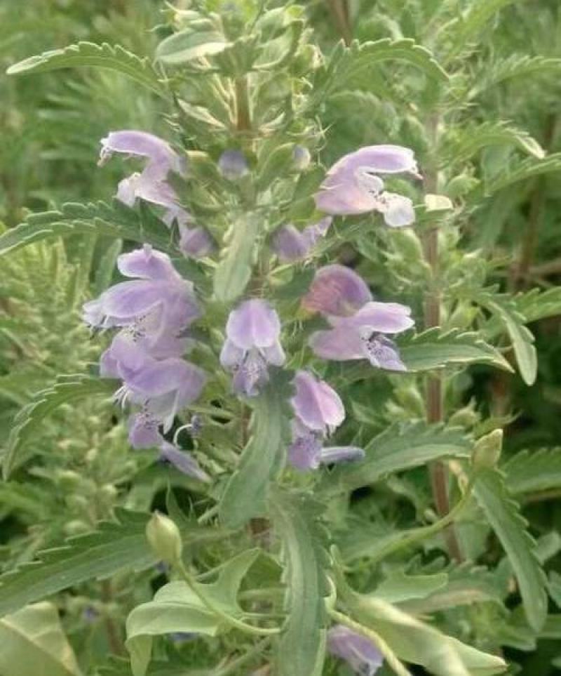 香青兰花卉种子芳香植物景观盆栽香草种子摩眼子枝子花山薄荷