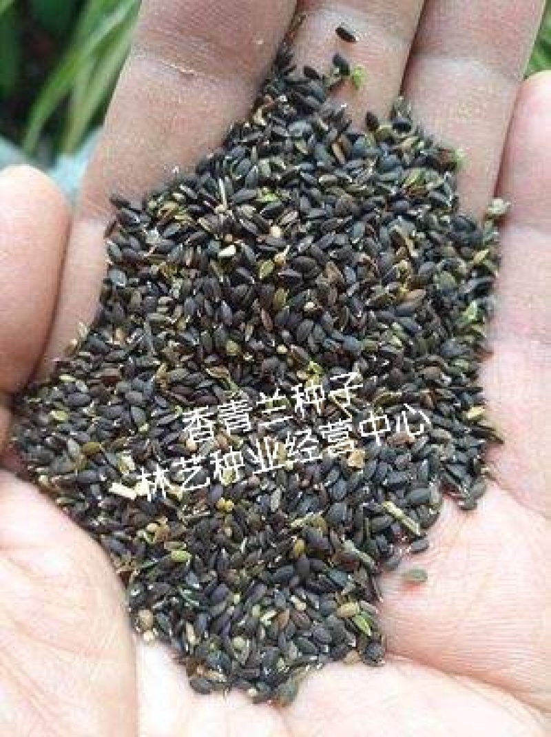 香青兰花卉种子芳香植物景观盆栽香草种子摩眼子枝子花山薄荷