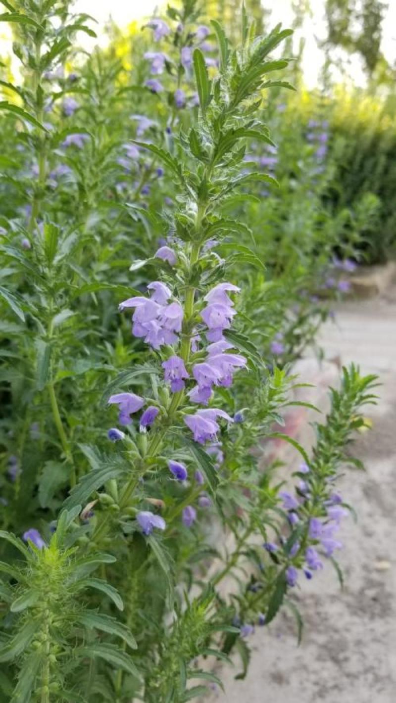 香青兰花卉种子芳香植物景观盆栽香草种子摩眼子枝子花山薄荷
