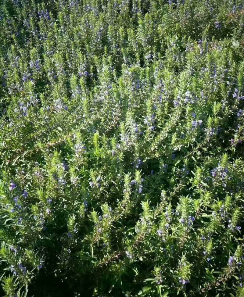 香青兰花卉种子芳香植物景观盆栽香草种子摩眼子枝子花山薄荷