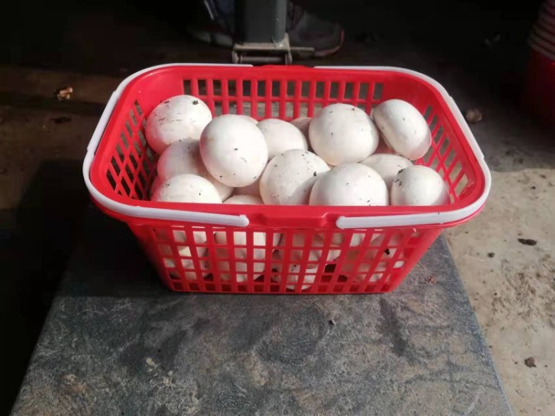 口蘑双胞菇