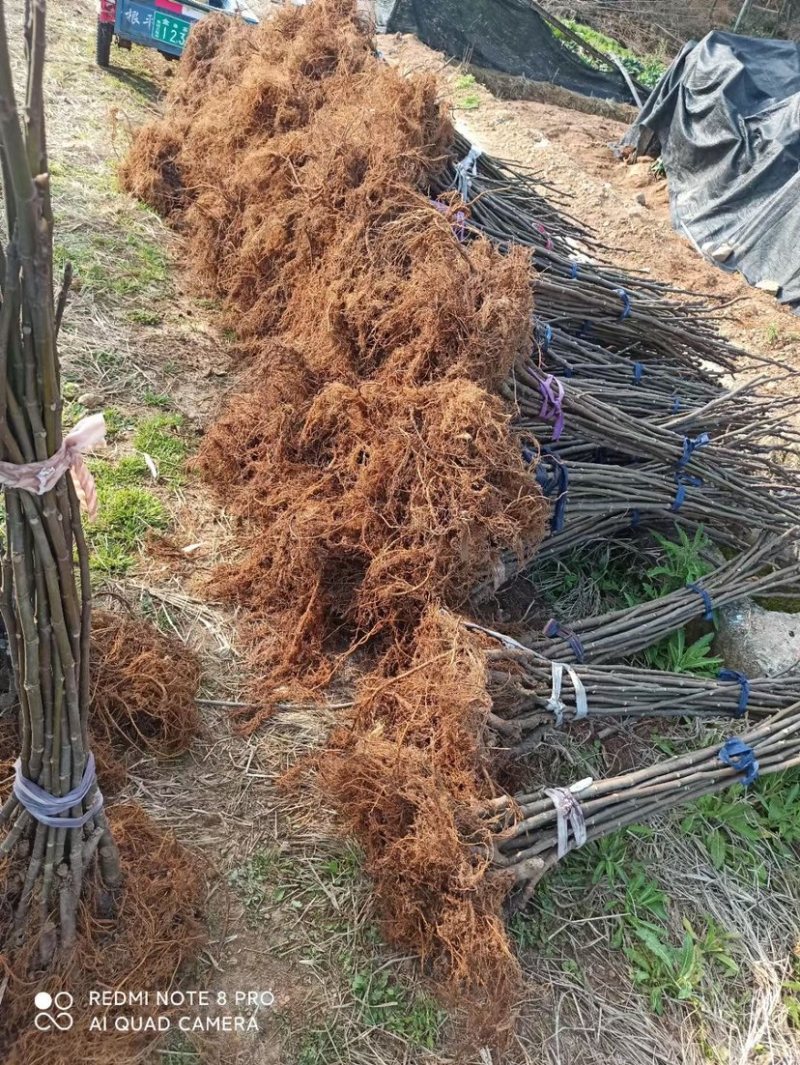 浙江波姬红无花果苗，南北种植根系旺盛价格便宜当年结果