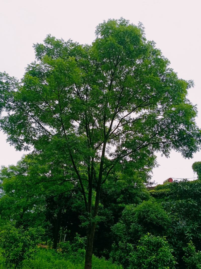 精品国槐，桂花