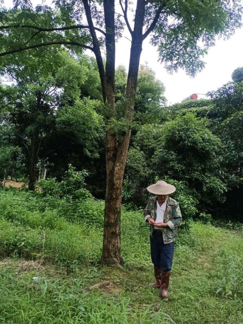 精品国槐，桂花