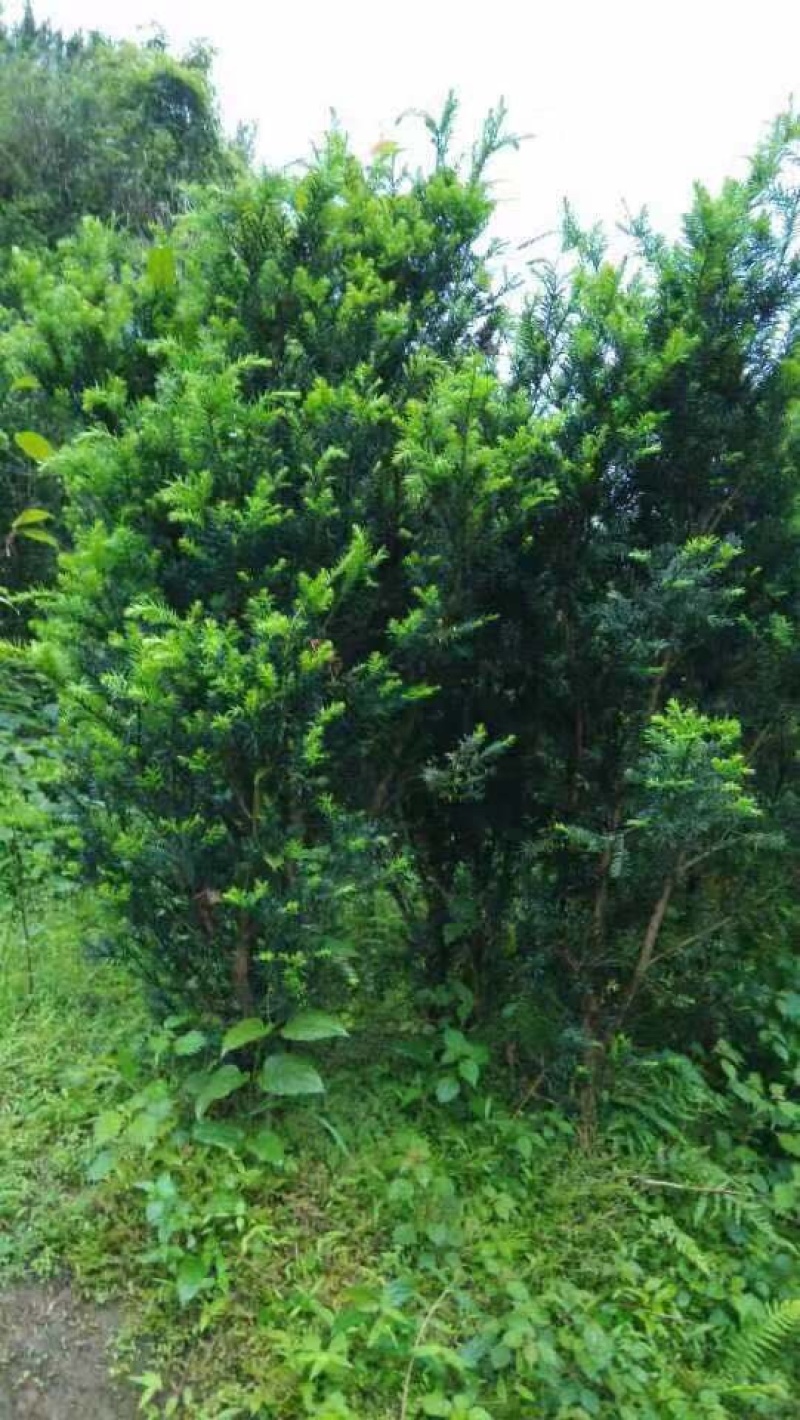 曼迪亚红豆杉大小树苗出售，量大从优，欢迎打扰
