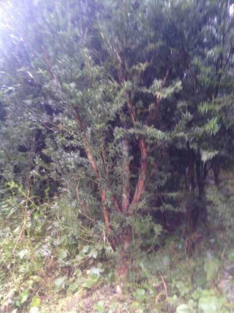 曼迪亚红豆杉大小树苗出售，量大从优，欢迎打扰
