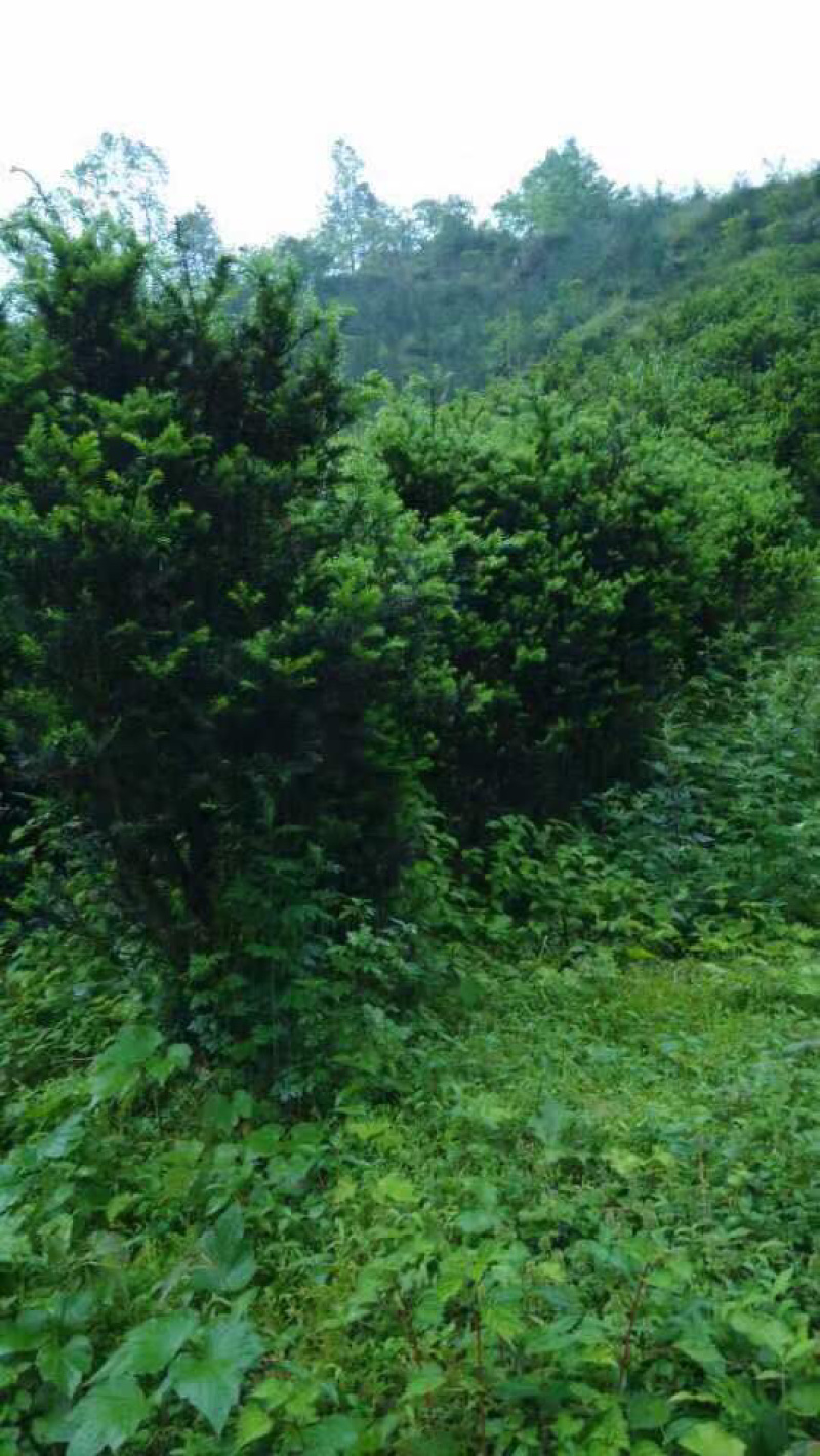 曼迪亚红豆杉大小树苗出售，量大从优，欢迎打扰