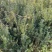 曼迪亚红豆杉大小树苗出售，量大从优，欢迎打扰