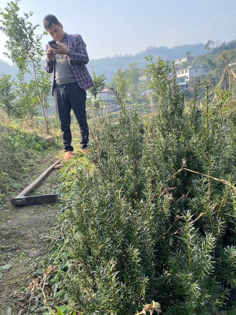 曼迪亚红豆杉大小树苗出售，量大从优，欢迎打扰