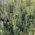 曼迪亚红豆杉大小树苗出售，量大从优，欢迎打扰